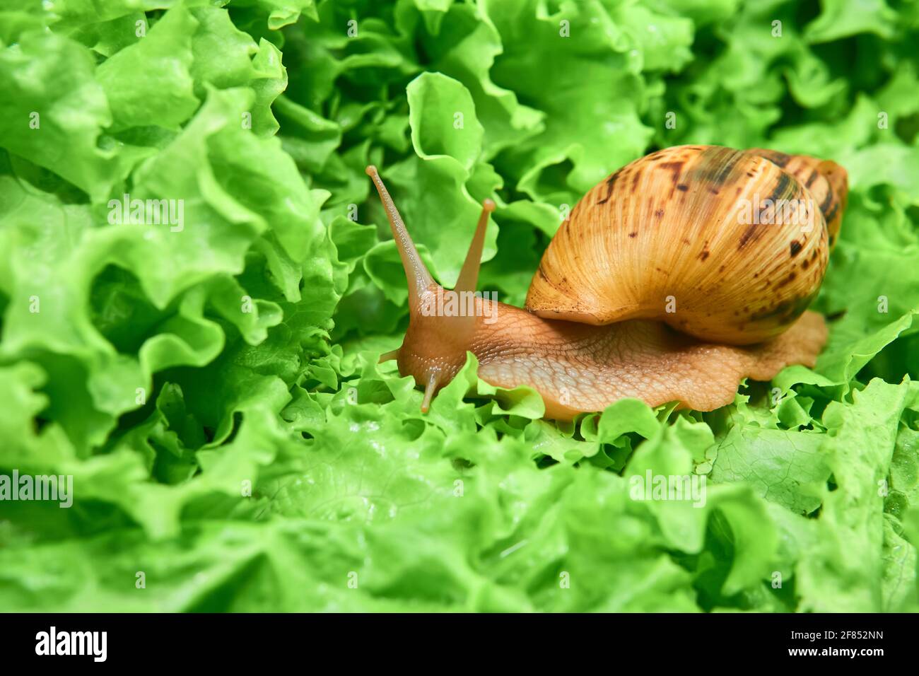 crawling live snail achatina among green leaves of lettuce Stock Photo ...