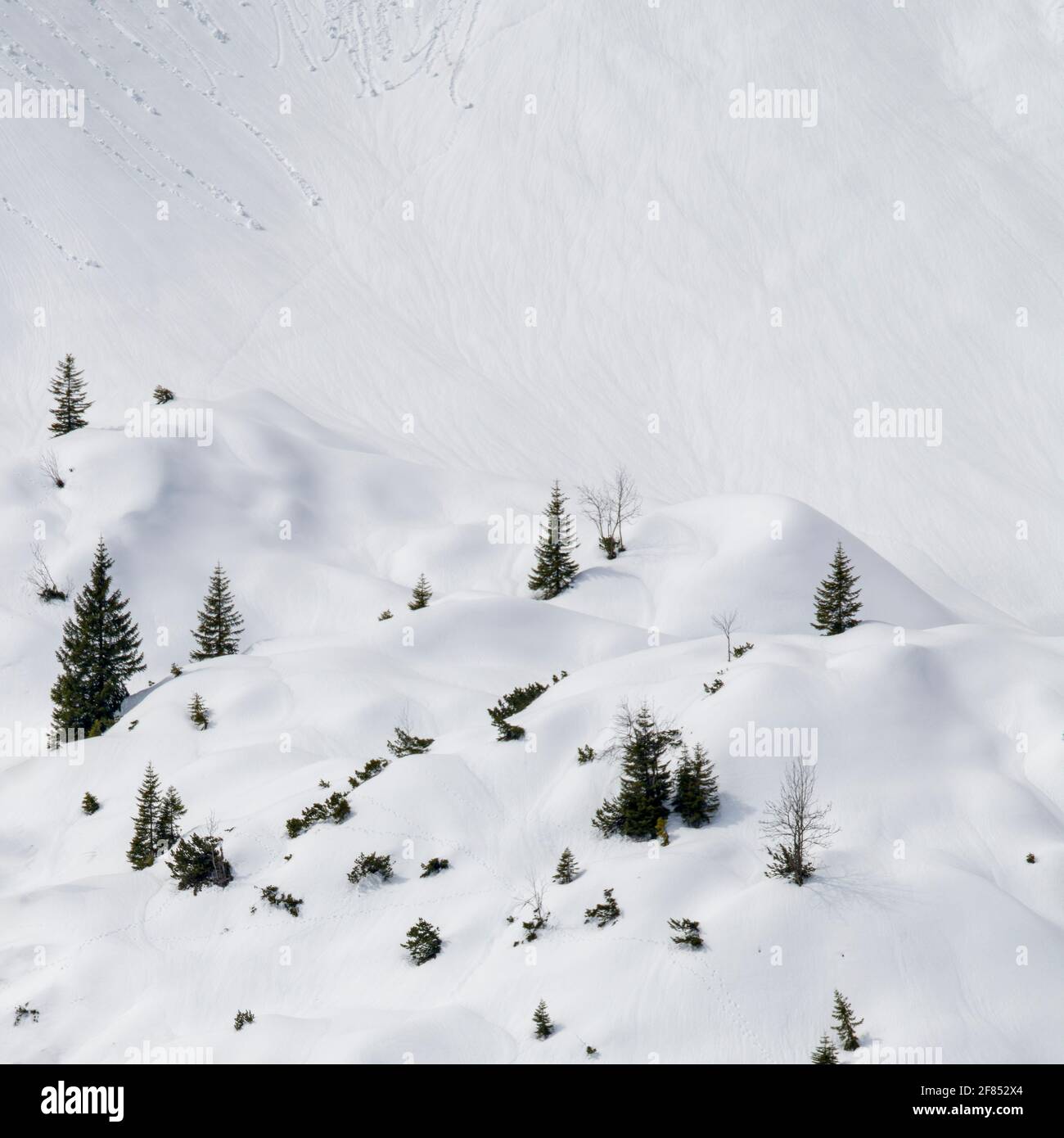Winter patterns in snow on mountain with trees Stock Photo