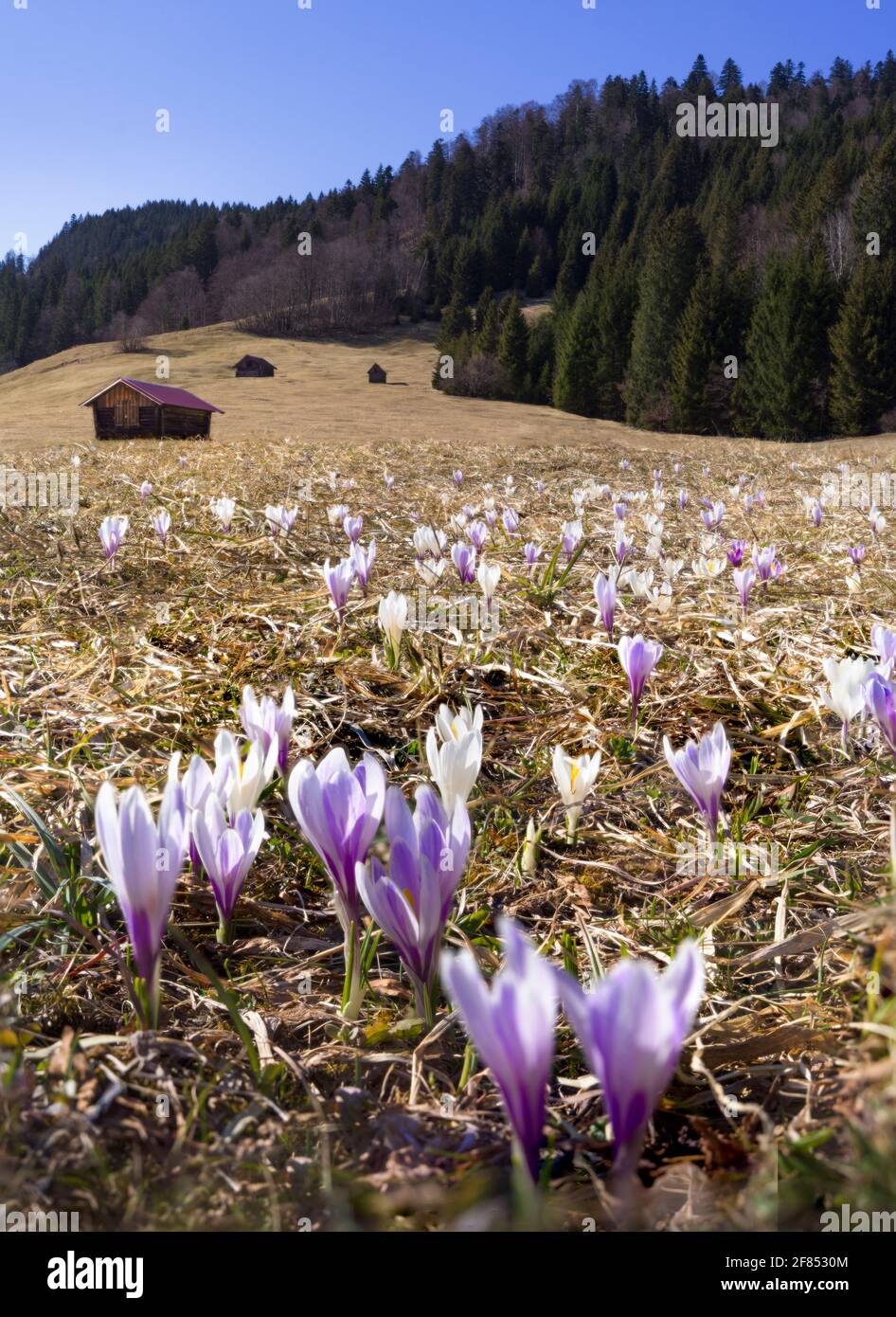 Spring in the mountains - crocuses blooming on meadow with wooden huts Stock Photo