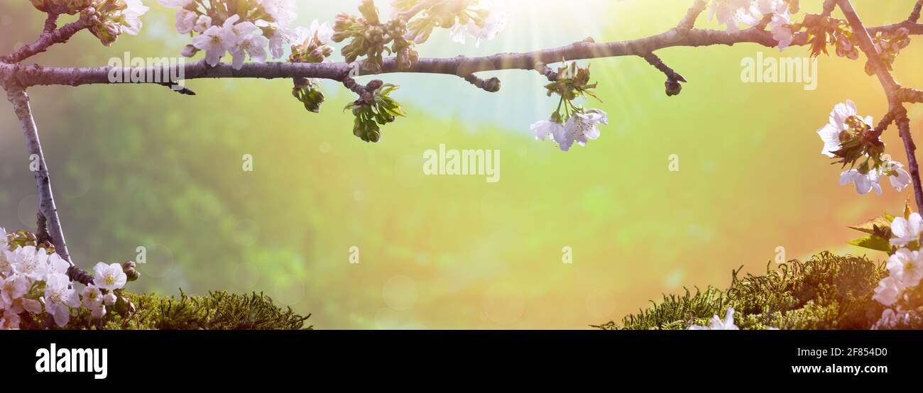 Cherry blossom in morning light hi-res stock photography and images - Alamy