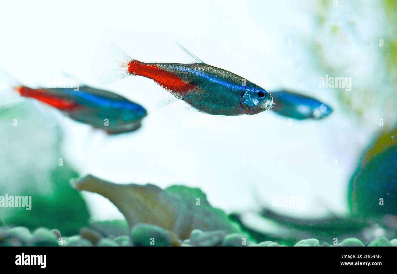Neon fish and aquarium hi-res stock photography and images - Alamy