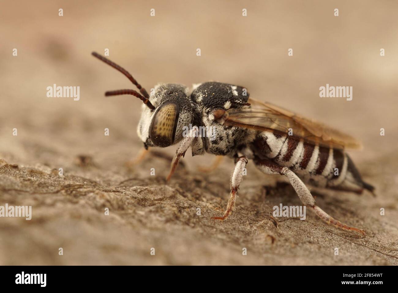 A closeup shot of a female cleptoparsite Sharp-abdomen, Sharp-bellied bee, Coelioxys acanthura Stock Photo