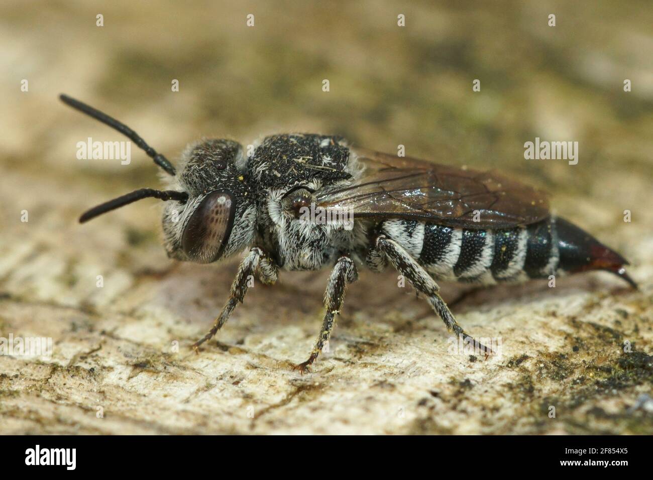 A close-up shot of a female cleptoparsite Sharp-abdomen, Sharp-bellied bee, Coelioxys acanthura Stock Photo