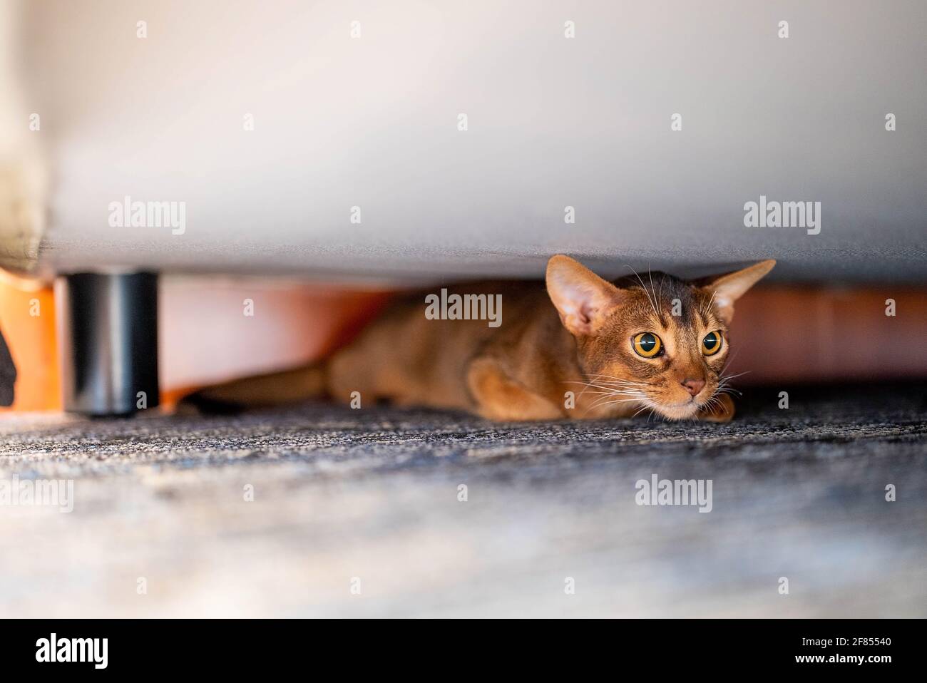 Red under the bed hires stock photography and images Alamy