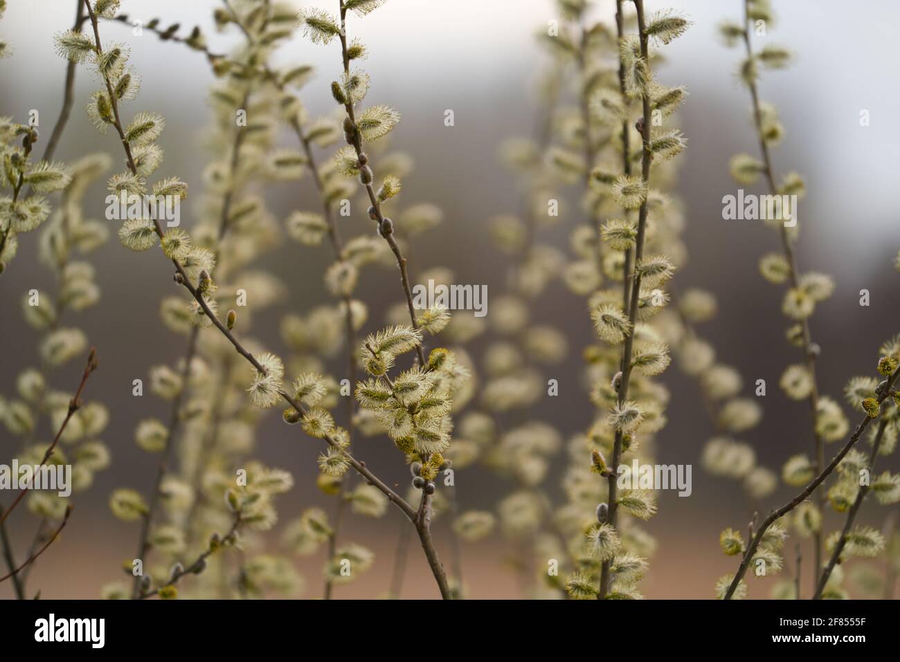 A closeup shot of willow tree branches in the spring Stock Photo - Alamy