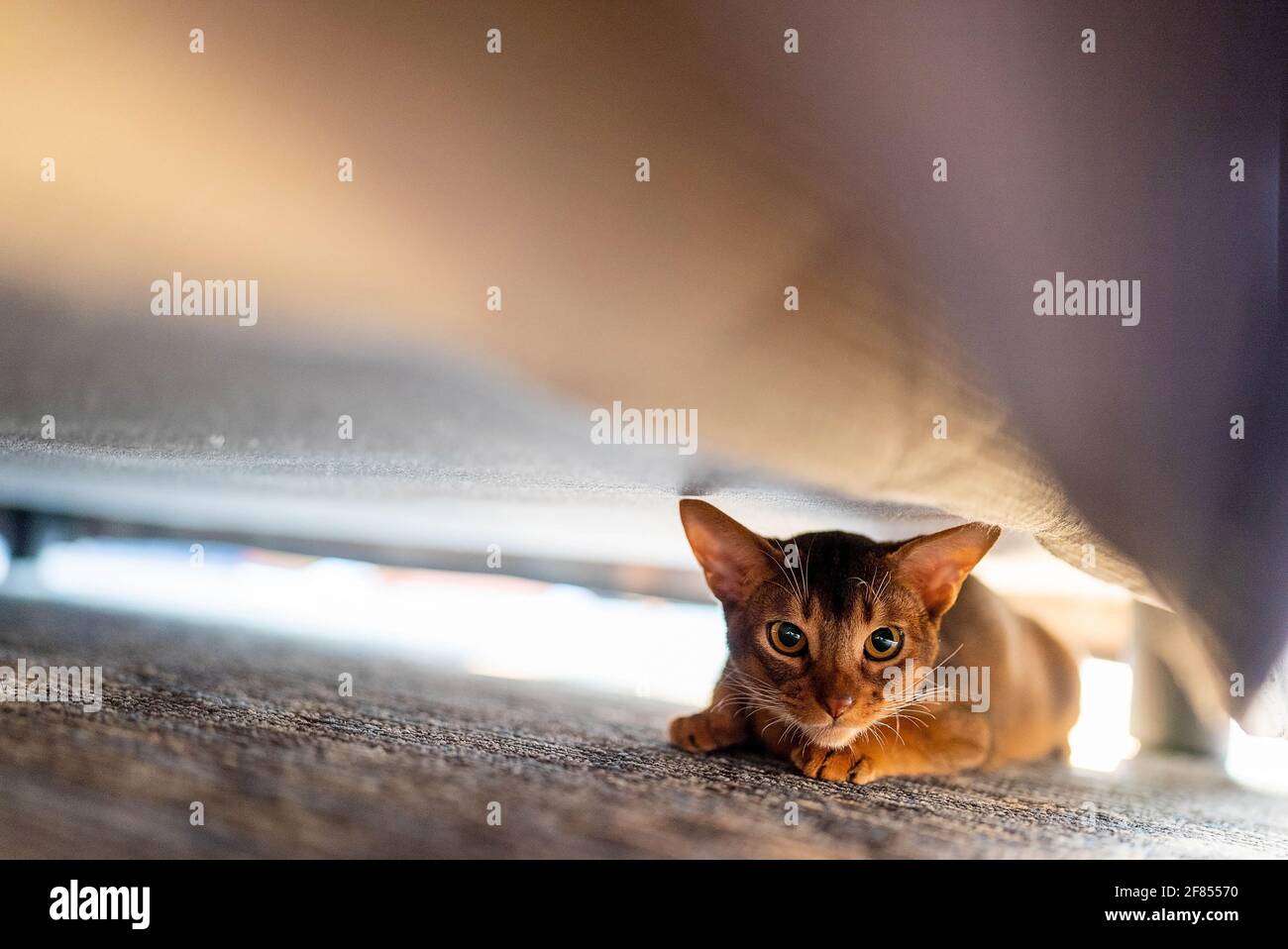 Red under the bed hires stock photography and images Alamy