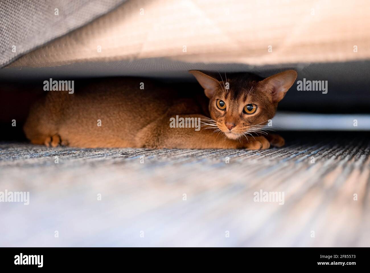 Red under the bed hires stock photography and images Alamy
