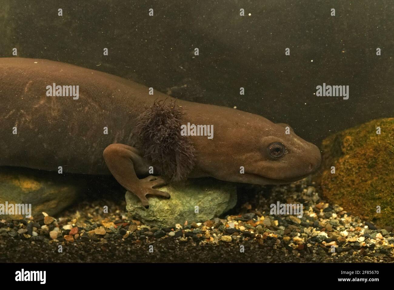 Coastal Giant Salamander