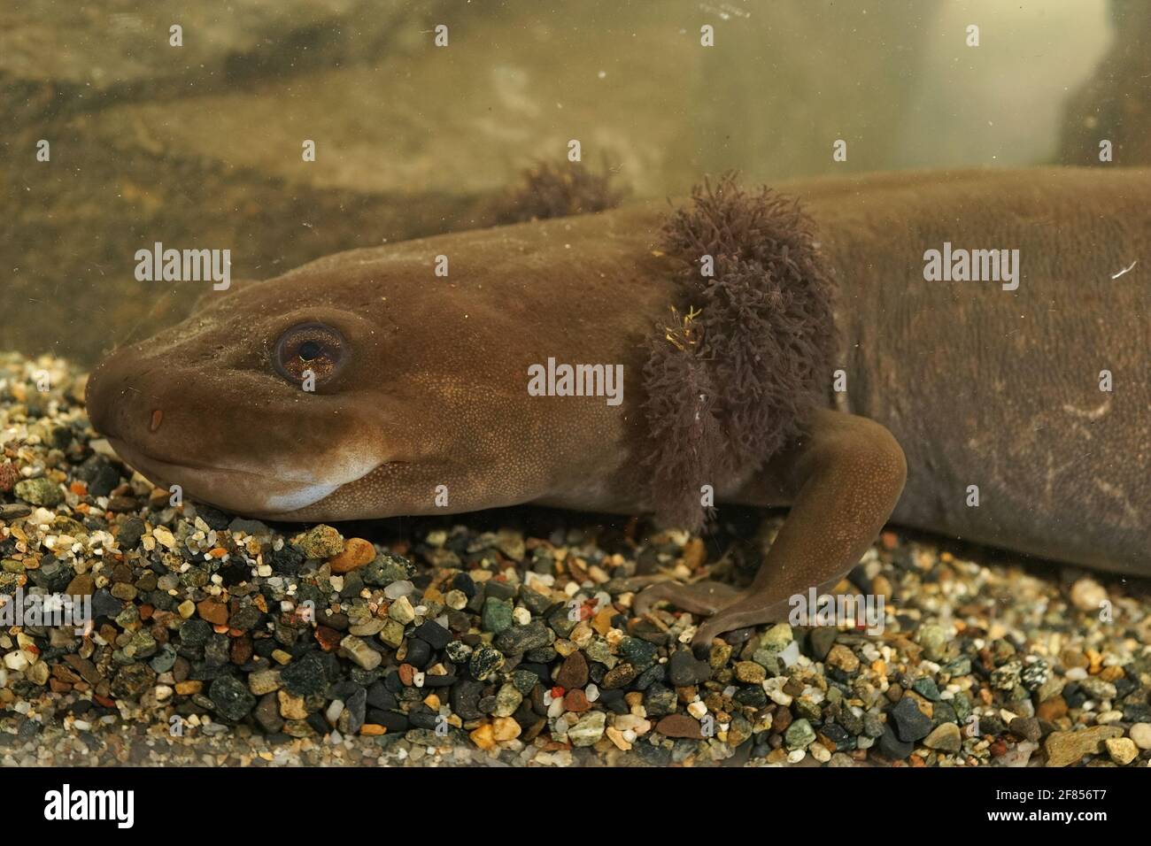 A closeup shot of a large neotenic adult coastal giant salamander, Dicamptodon tenebrosus Stock Photo