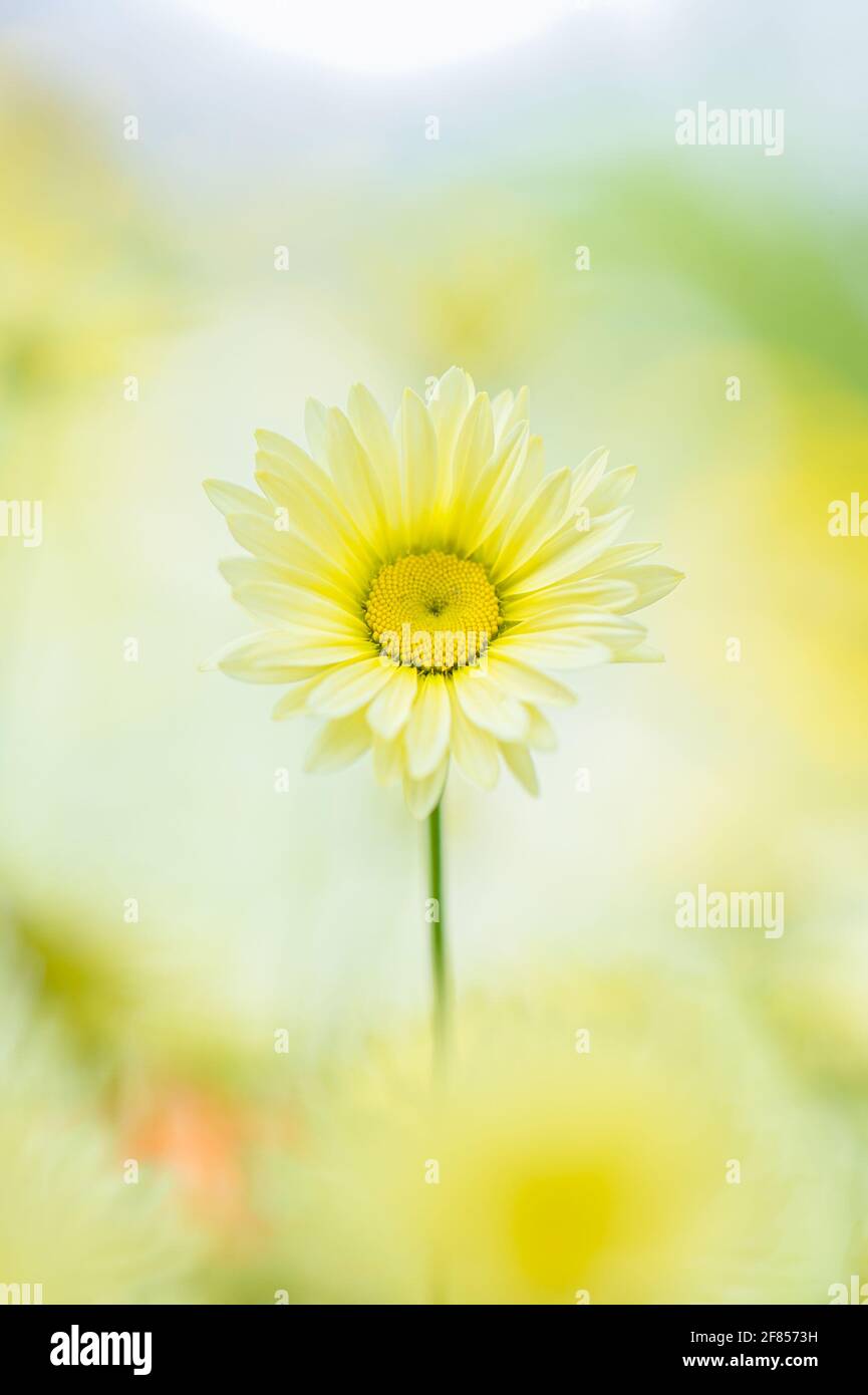 A pretty close-up of a single pale yellow anthemis tinctoria (E C Buxton) flower and stem in centre of frame with a blurred floral background. Stock Photo