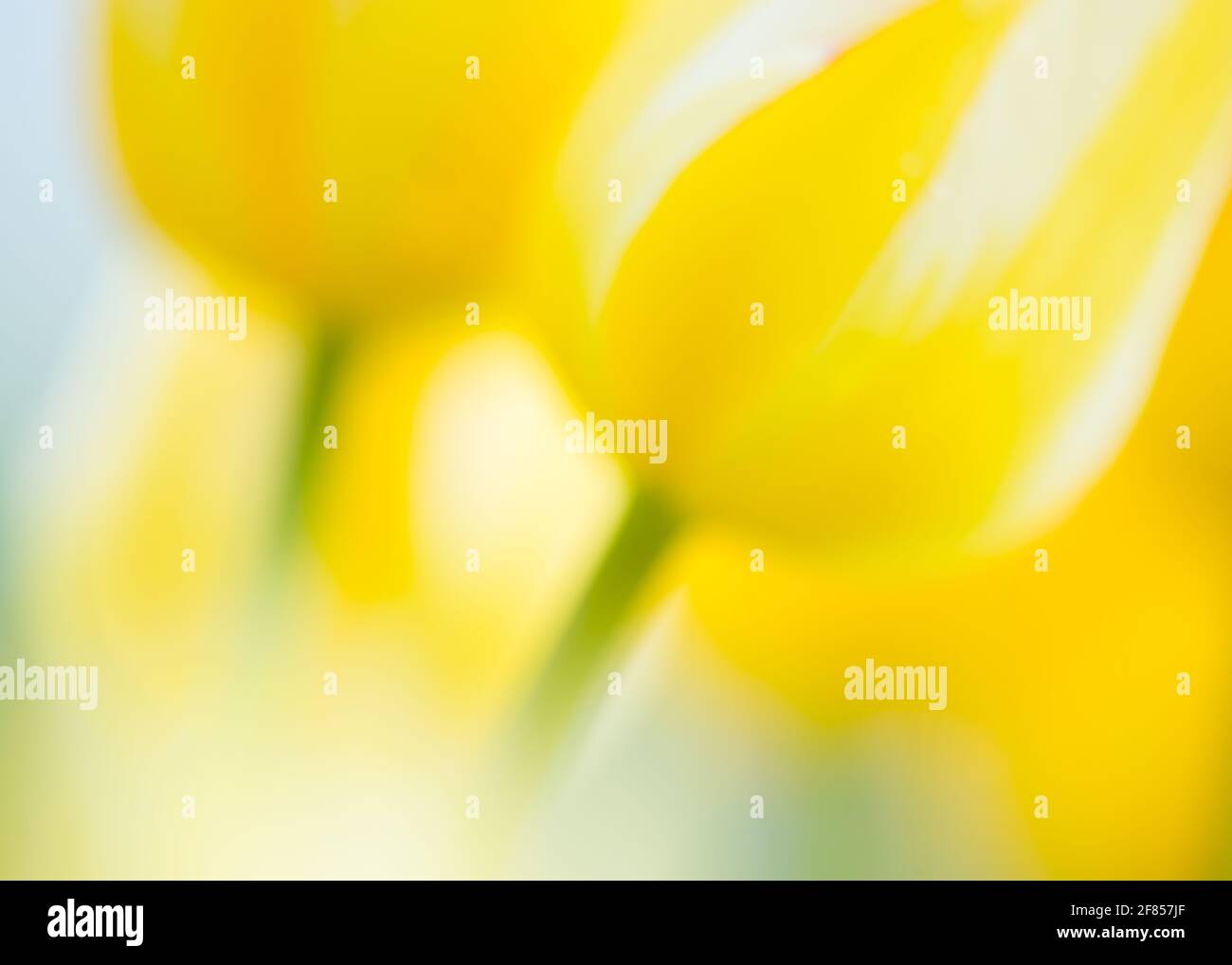An abstract closeup macro image of two yellow and white tulip flower heads. Stock Photo