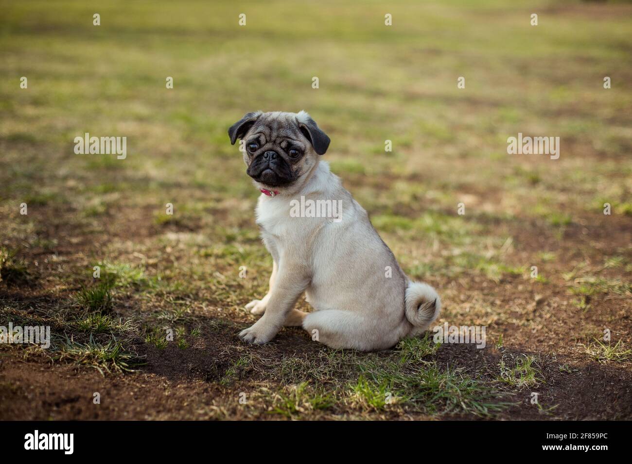 Pug nature online