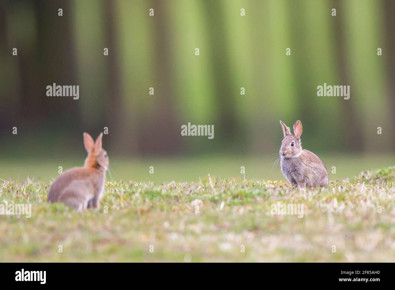 Two young european wild rabbits hi-res stock photography and images - Alamy