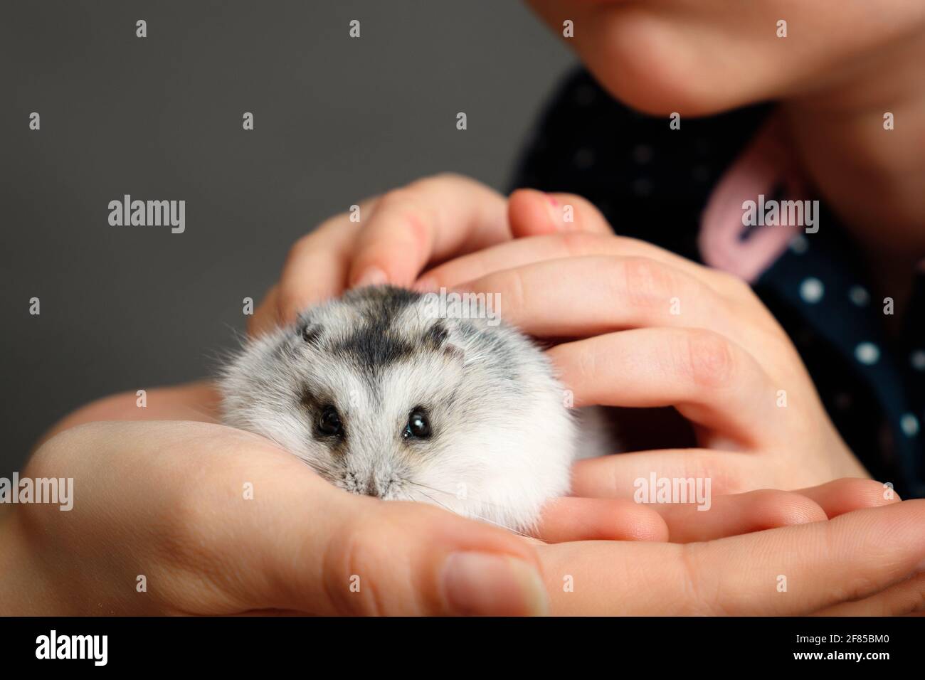 Grey hamster hotsell