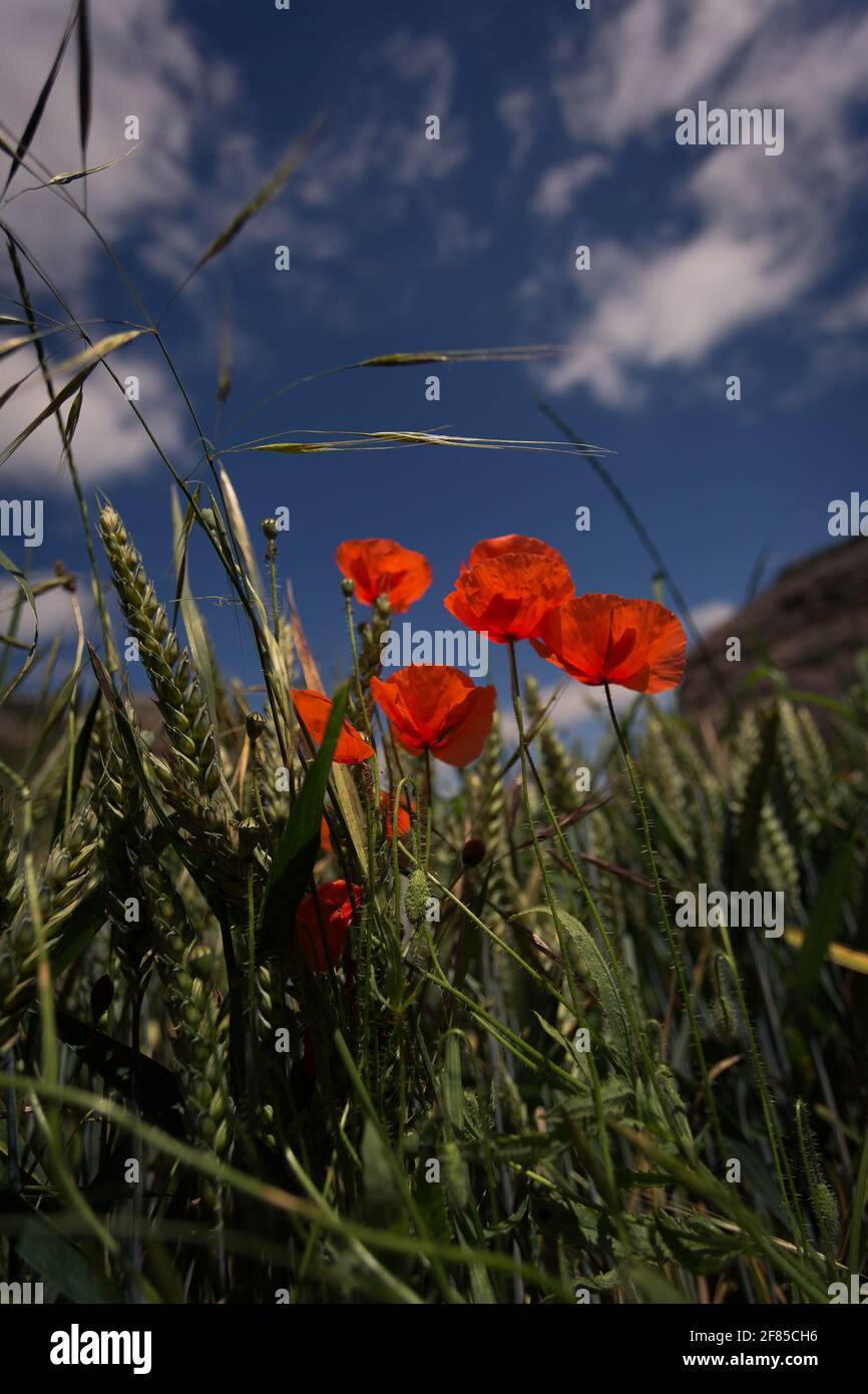 Cloudy Poppy Field High Resolution Stock Photography and Images - Alamy