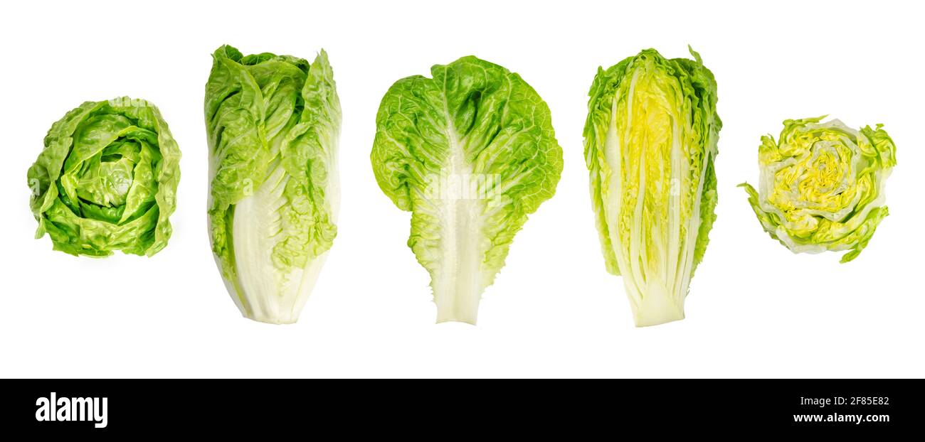 Romaine lettuce hearts. Whole and cross sections of cos lettuce heads in a row. Sturdy dark green leaves with firm ribs down their centers. Stock Photo