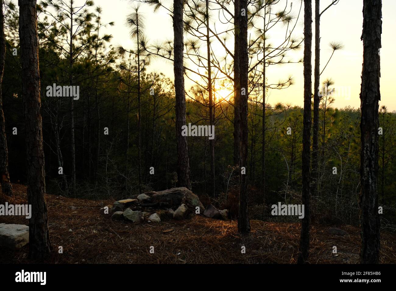 Kisatchie national forest hires stock photography and images Alamy