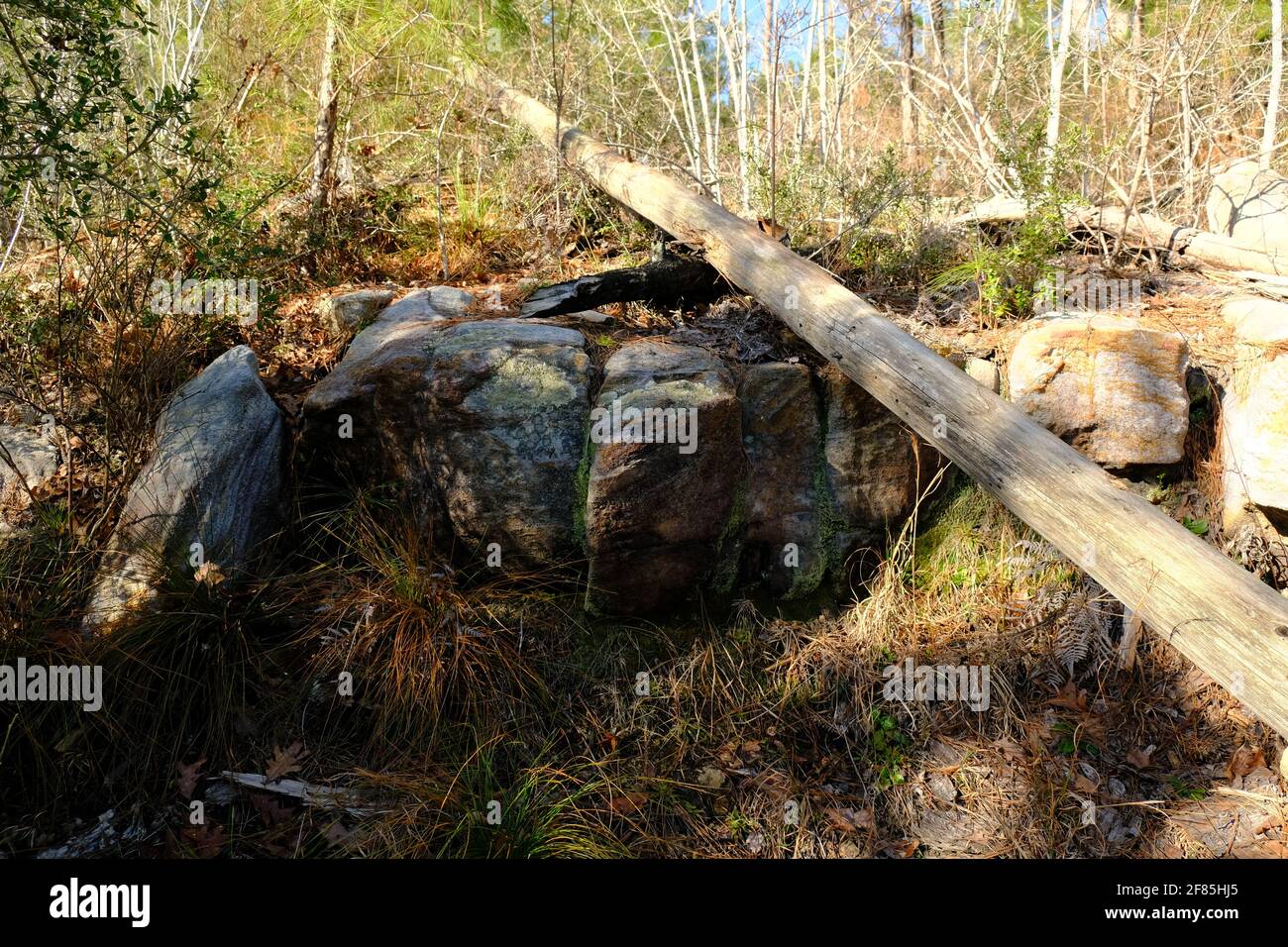 I love the geology of the land in Kisatchie National Forest, it doesn't ...