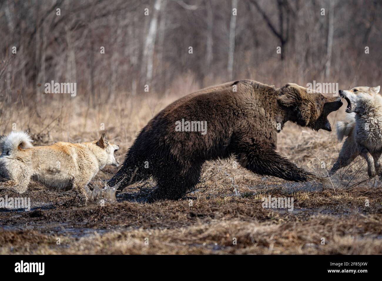 bear and dog . the dog attacks and bites the bear Stock Photo Alamy