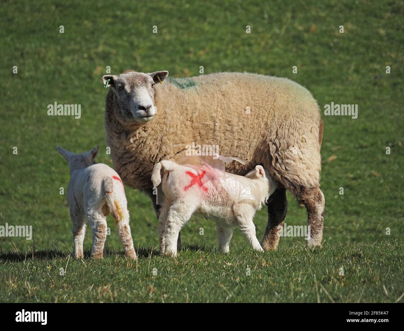 two 2 small cute white Spring lambs marked X (one with plastic coat for warmth suckling from its mother ewe) in Cumbria, England, UK Stock Photo