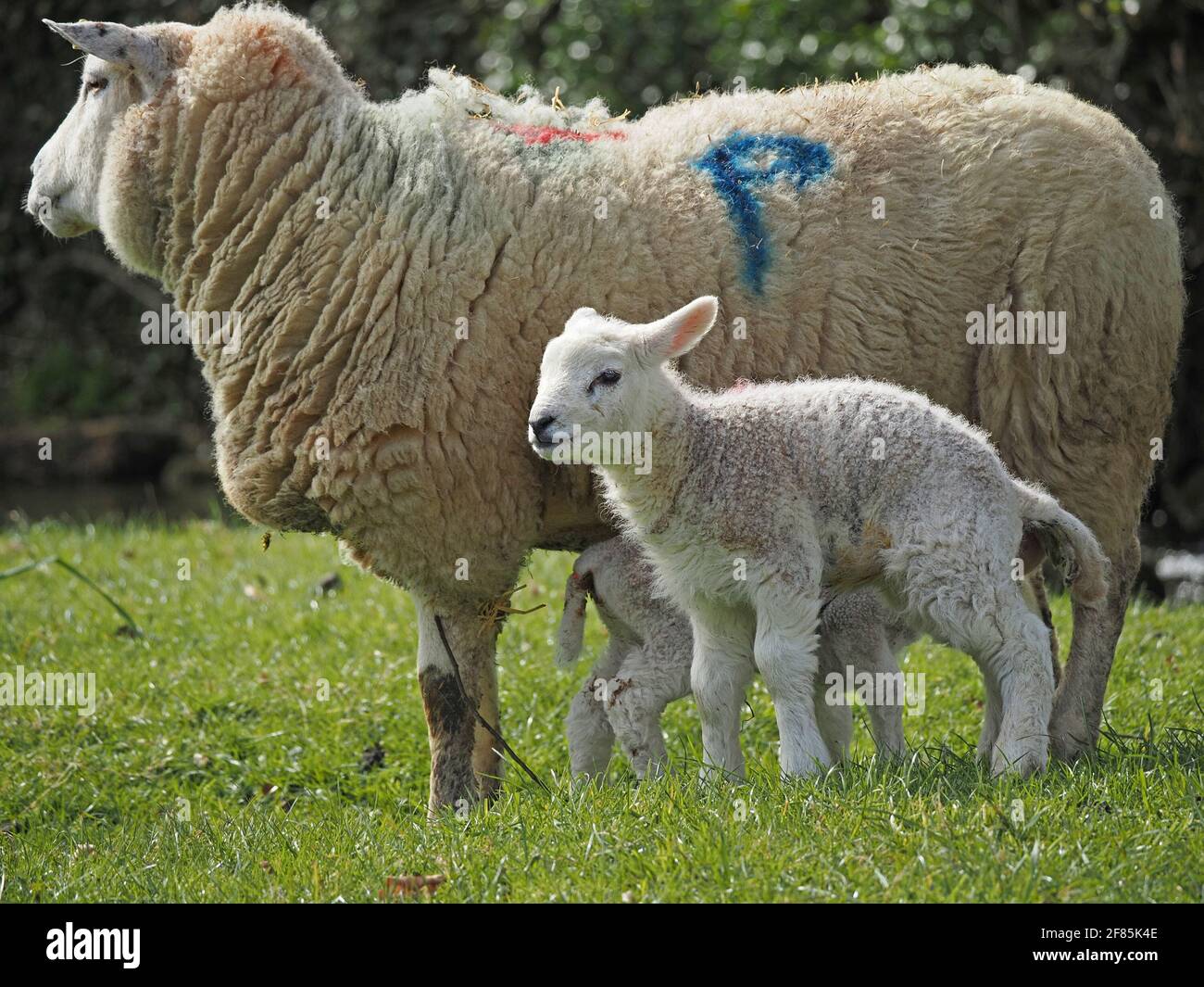 two 2 small cute white Spring lambs with their mother ewe marked P in blue in Cumbria, England, UK Stock Photo