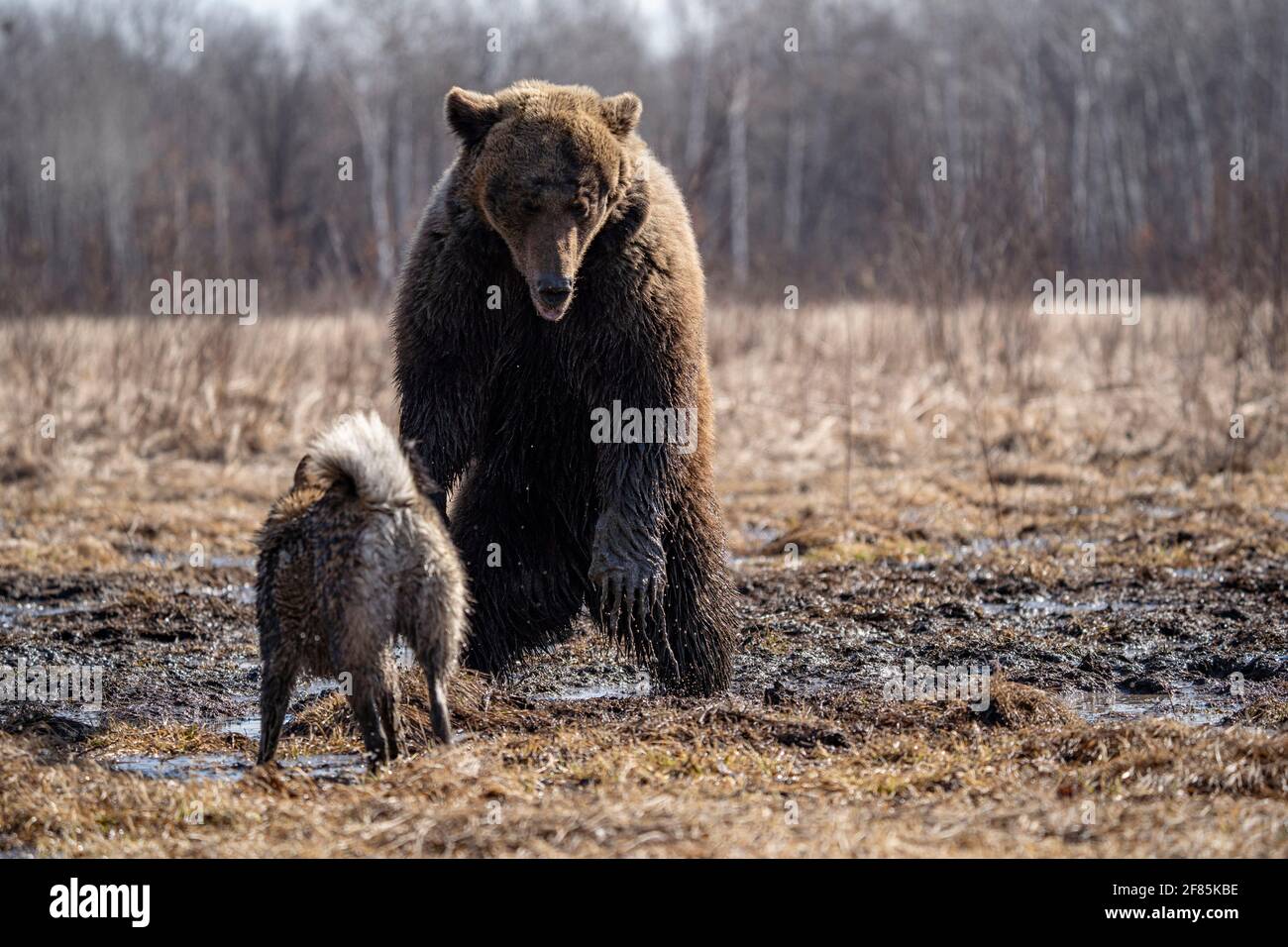 bear and dog . the dog attacks and bites the bear Stock Photo Alamy