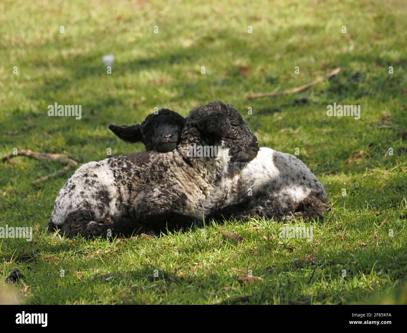 two 2 small black & white Spring lambs snuggle together on the grass in a patch of sunlight in Cumbria, England, UK Stock Photo