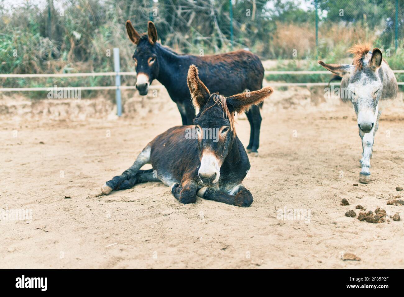 Group of donkeys at the farm Stock Photo Alamy