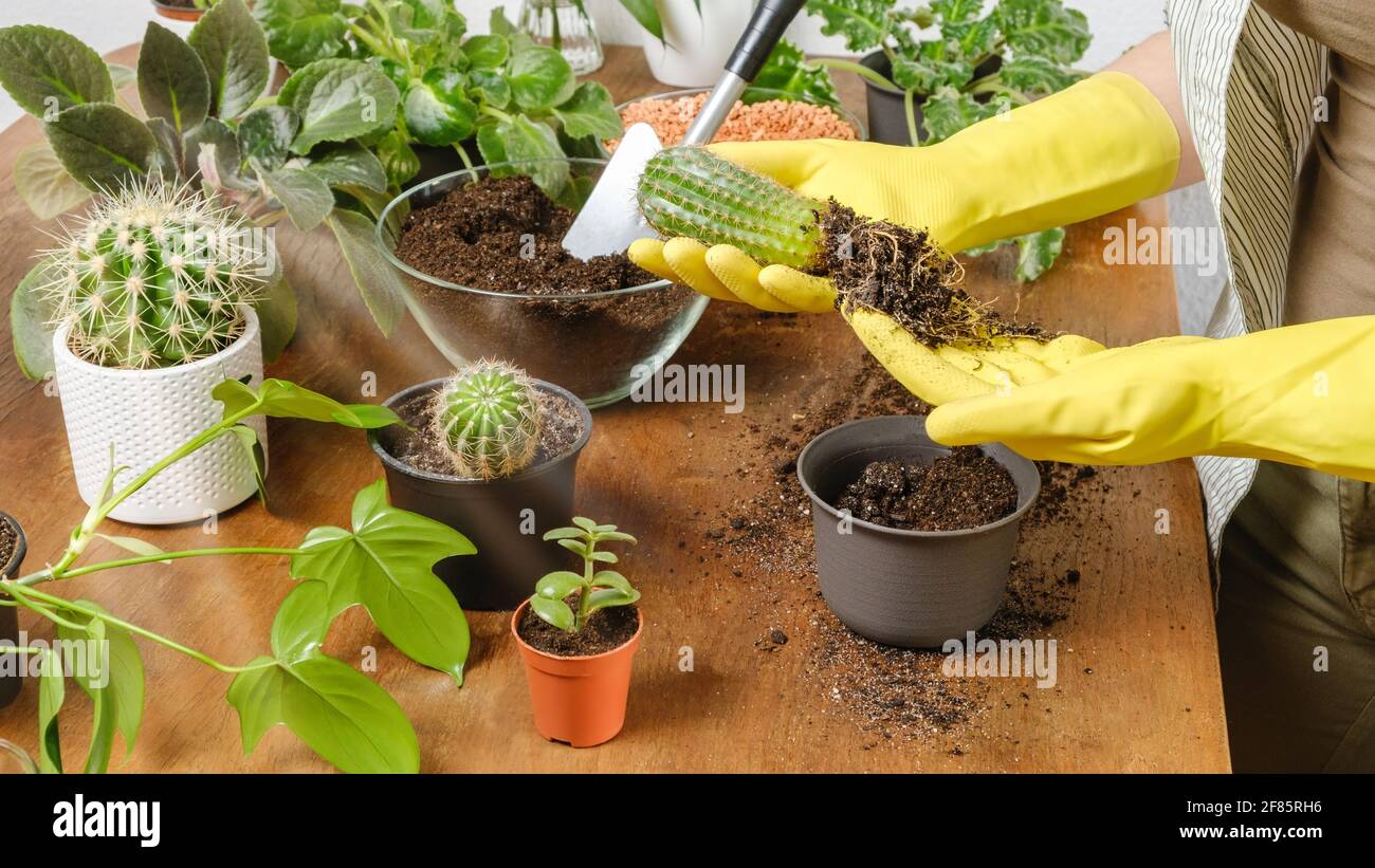 12 inch ceramic plant pot 12'' Clay Pot / Saucer