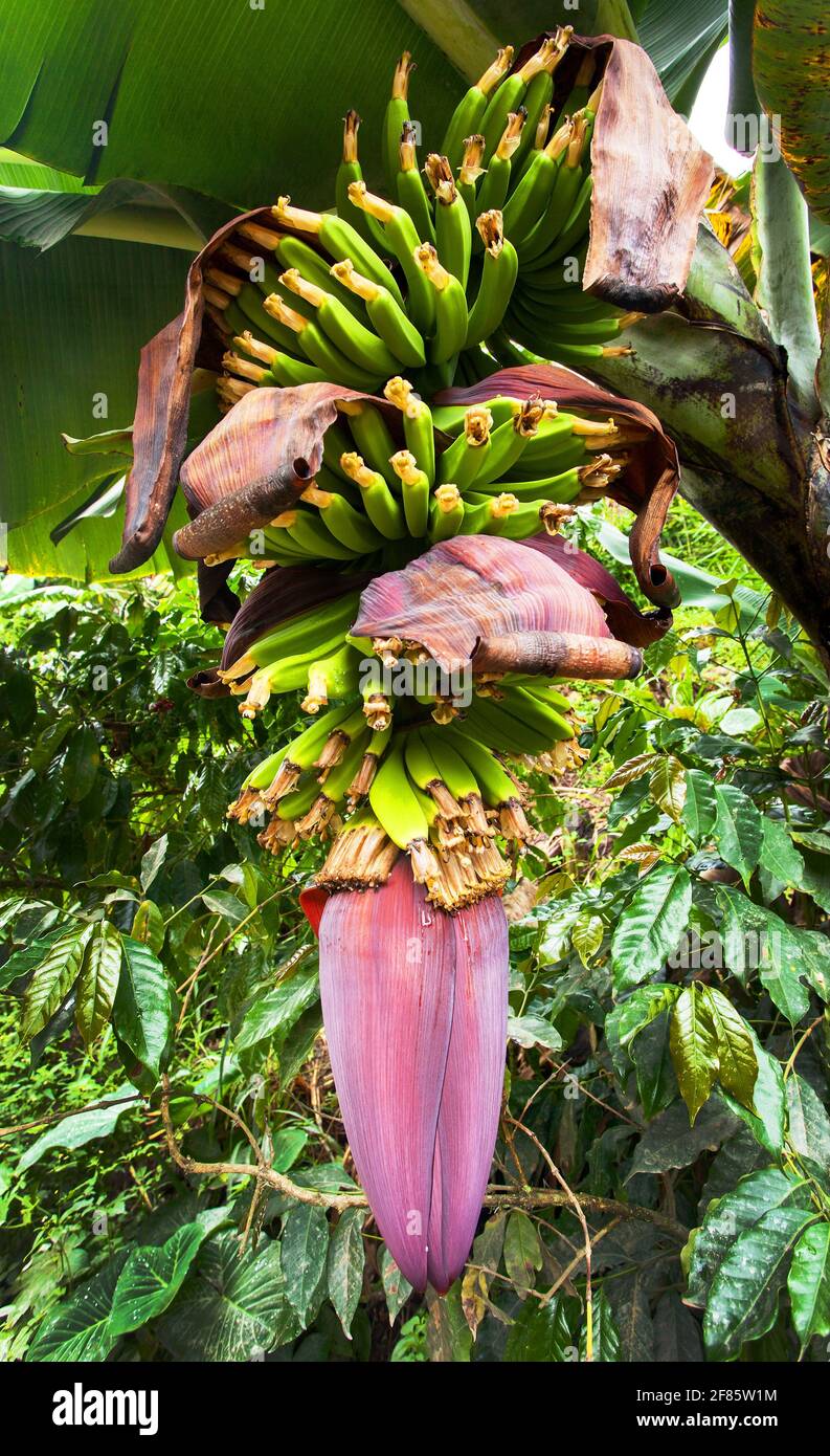 flower of banana and banana fruit, banana palm Stock Photo Alamy