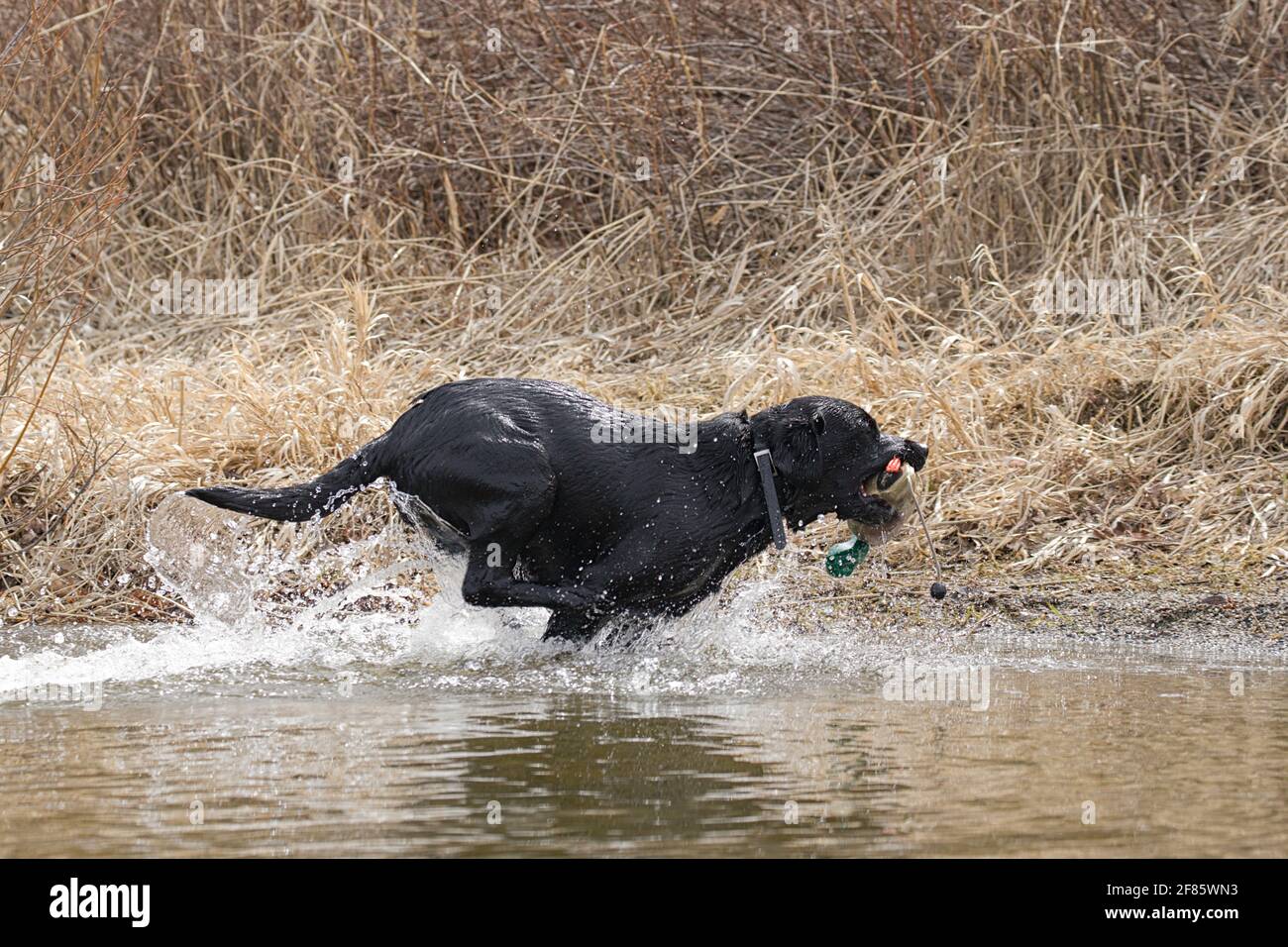 A black labrador retriever fetches a duck decoy in Hauser Lake, Idaho. Stock Photo
