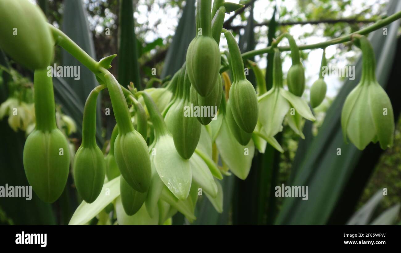 a closeup of the light green Polygonatum flowering plants Stock Photo