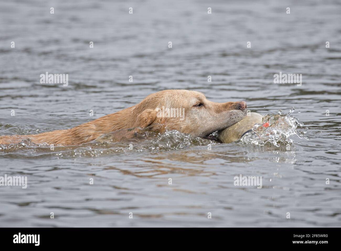 A golden retriever swims with a duck decoy in Hauser, Idaho. Stock Photo