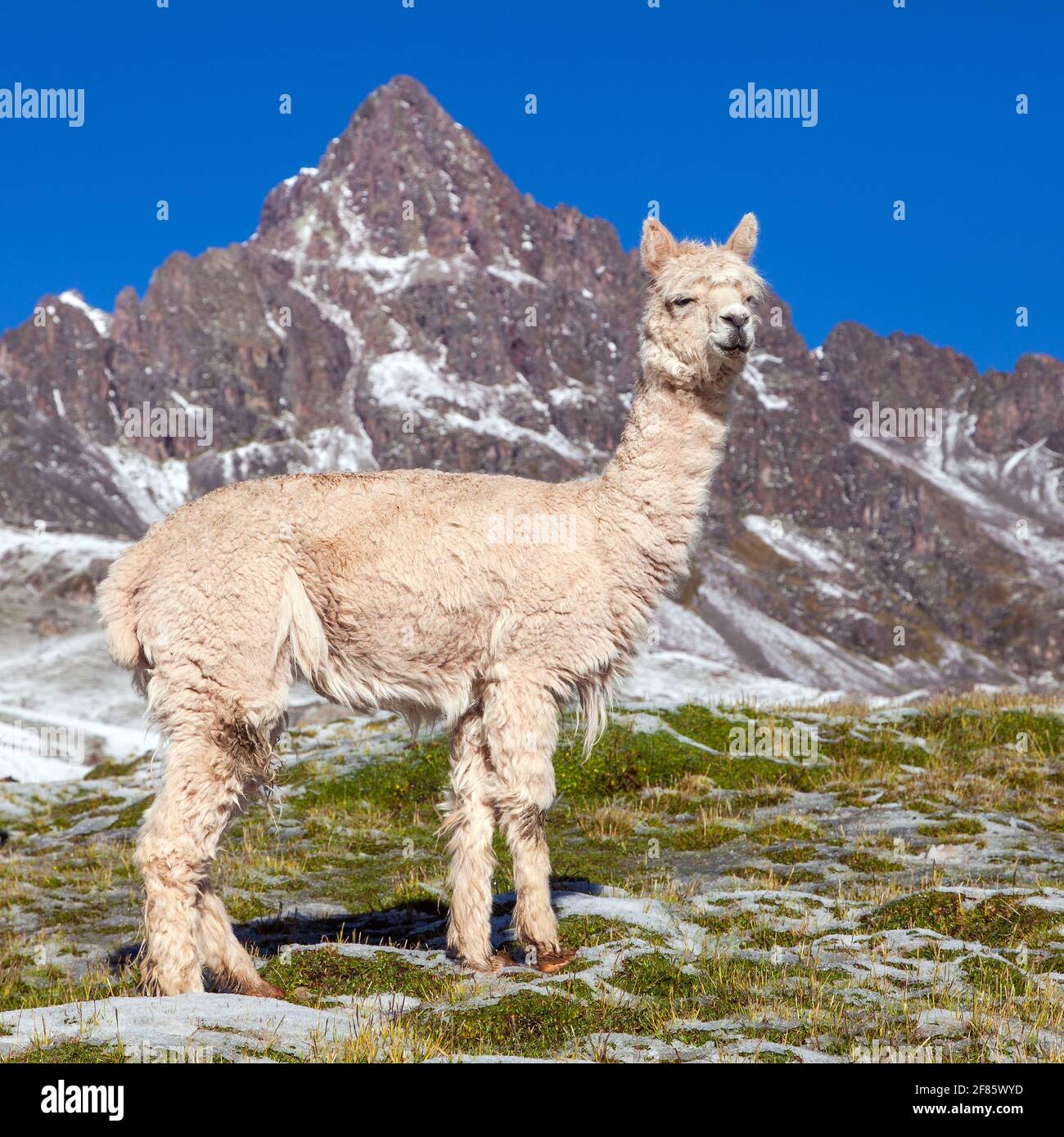 Llama andes hi res stock photography and images Alamy Llama andes hi res stock photography and images Alamy