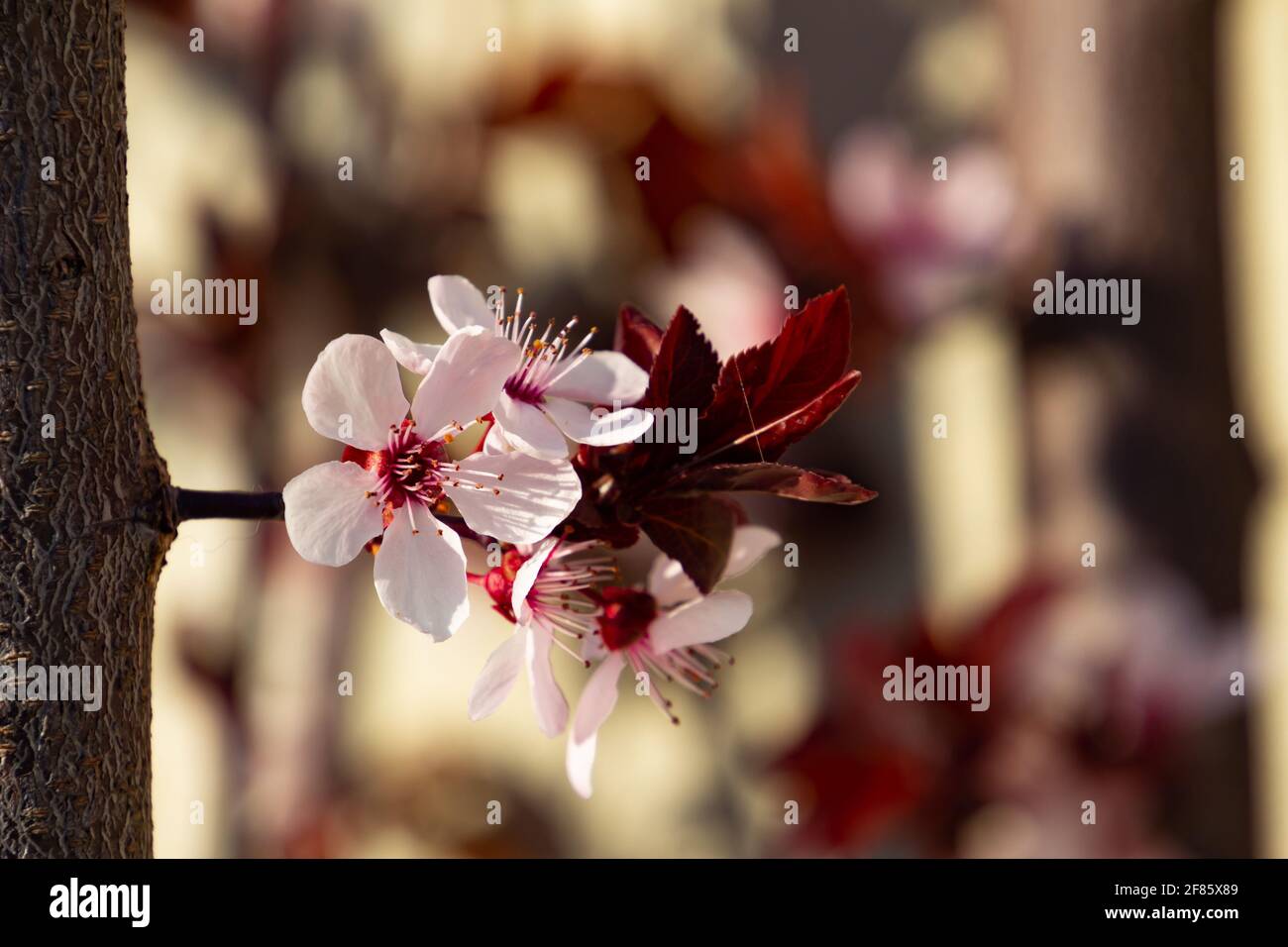 Close up of blossoms of a cherry plum, also called Prunus cerasifera or Kirschpflaume Stock Photo