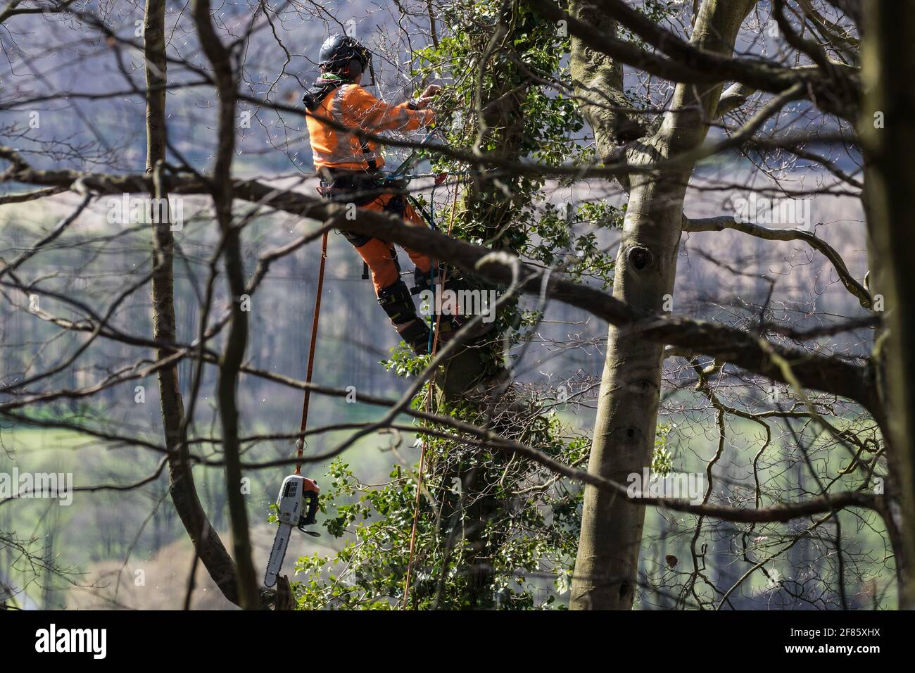 Wendover, UK. 9th April, 2021. A tree surgeon strips ivy from a tree in Jones Hill Wood, ancient woodland said to have inspired Roald Dahl, during tree felling operations for the HS2 high-speed rail link. Tree felling work began this week, in spite of the presence of resting places and/or breeding sites for pipistrelle, barbastelle, noctule, brown long-eared and natterer's bats, following the issuing of a bat licence to HS2's contractors by Natural England on 30th March. Credit: Mark Kerrison/Alamy Live News Stock Photo