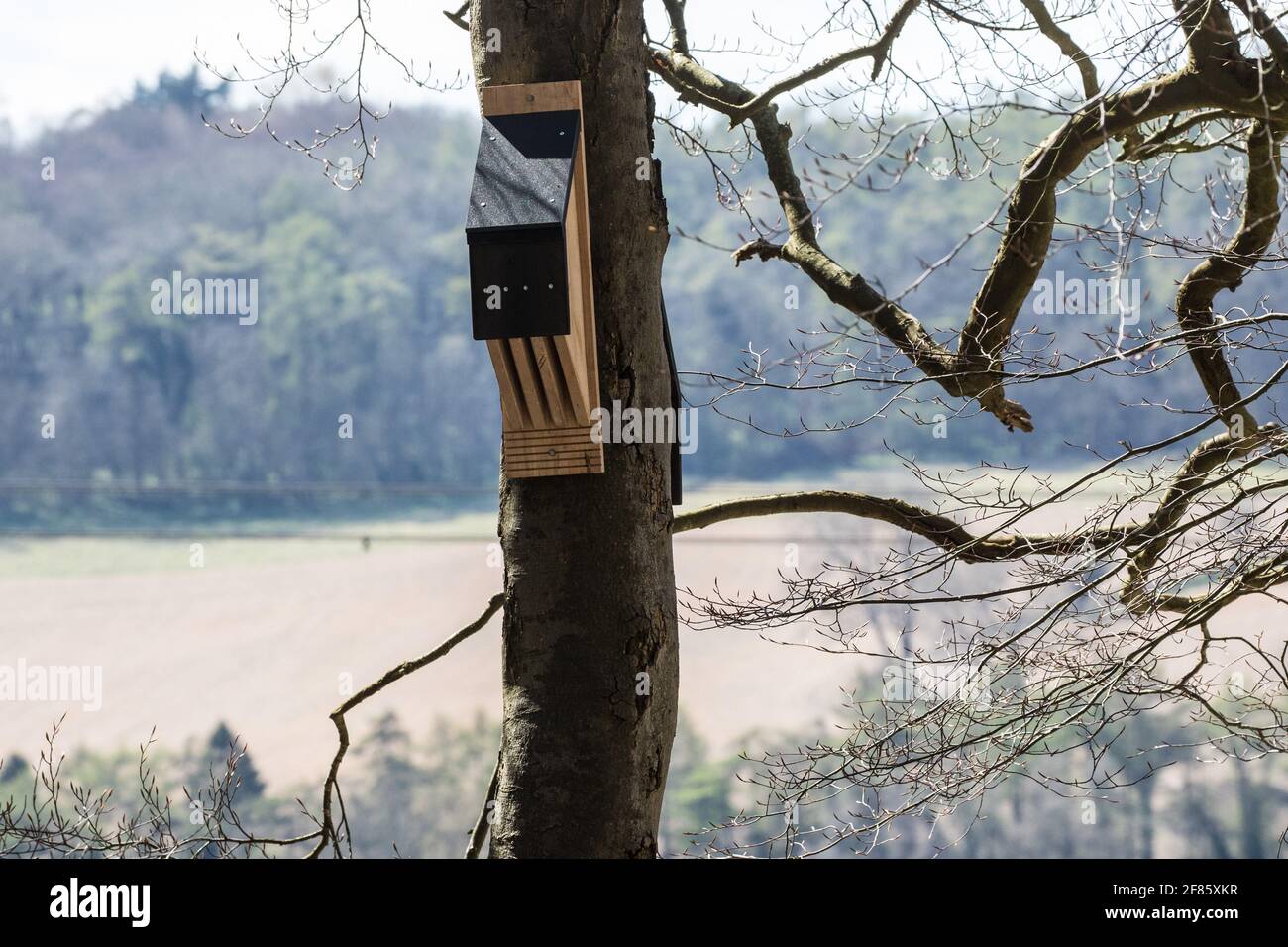 Wendover, UK. 9th April, 2021. A bat box is pictured during tree felling operations for the HS2 high-speed rail link in Jones Hill Wood. Tree felling work began this week, in spite of the presence of resting places and/or breeding sites for pipistrelle, barbastelle, noctule, brown long-eared and natterer's bats, following the issuing of a bat licence to HS2's contractors by Natural England on 30th March. Credit: Mark Kerrison/Alamy Live News Stock Photo