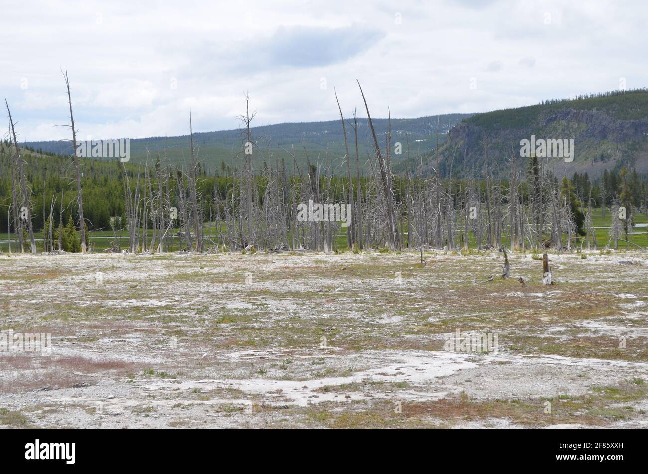 Late Spring in Yellowstone: Looking Southwest from the Biscuit Basin Area of Upper Geyser Basin Across Little Firehole River to the Madison Plateau Stock Photo