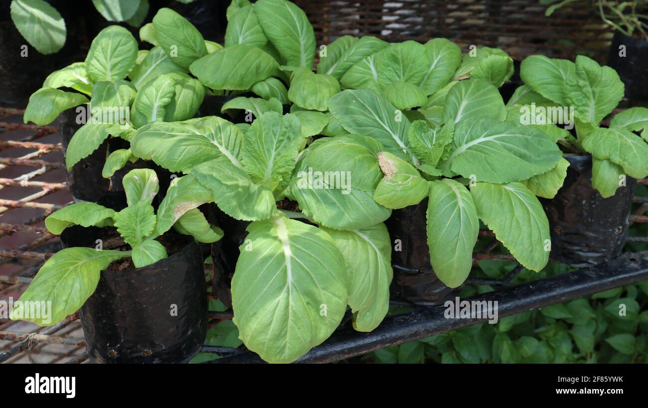 Close up of Radish seedlings planted in black bags are placed on an iron support Stock Photo