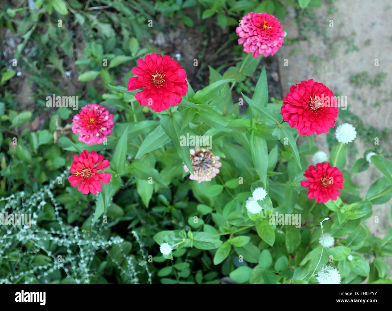 Overhead view of few red zinnia flowers bloom in a zinnia plant at home garden Stock Photo