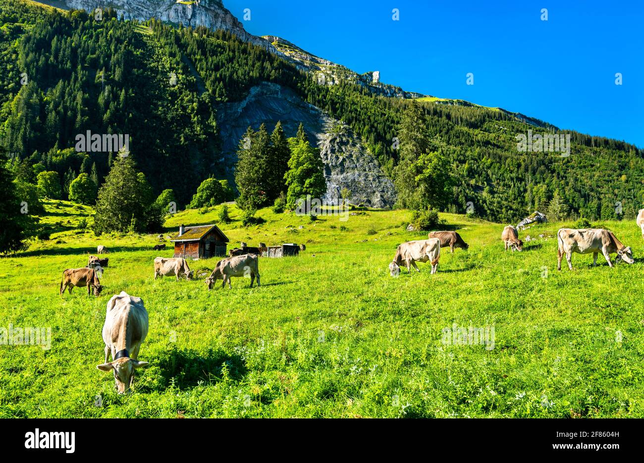 Grazing cows in the Swiss Alps Stock Photo - Alamy