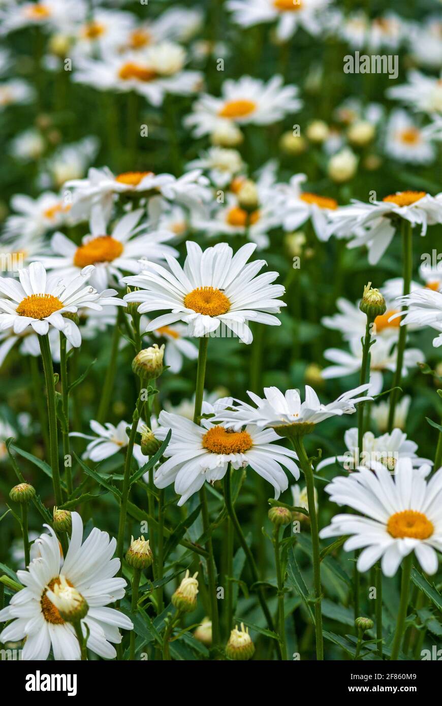 Wildflowers vertical hi-res stock photography and images - Alamy