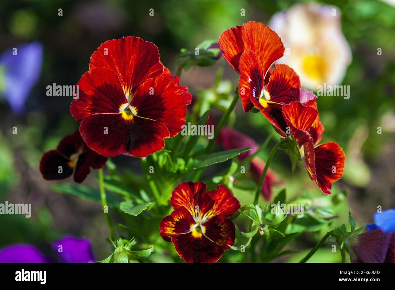 Red pansies flowering on a flower bed in summer Stock Photo