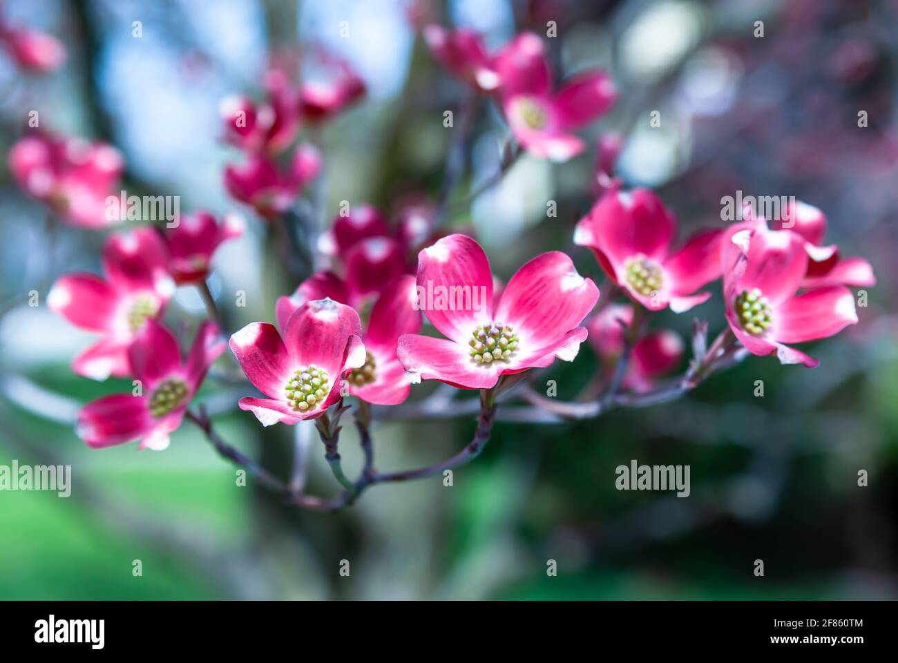 Flowering pink dogwood trees in Swissvale, Pennsylvania, USA with a