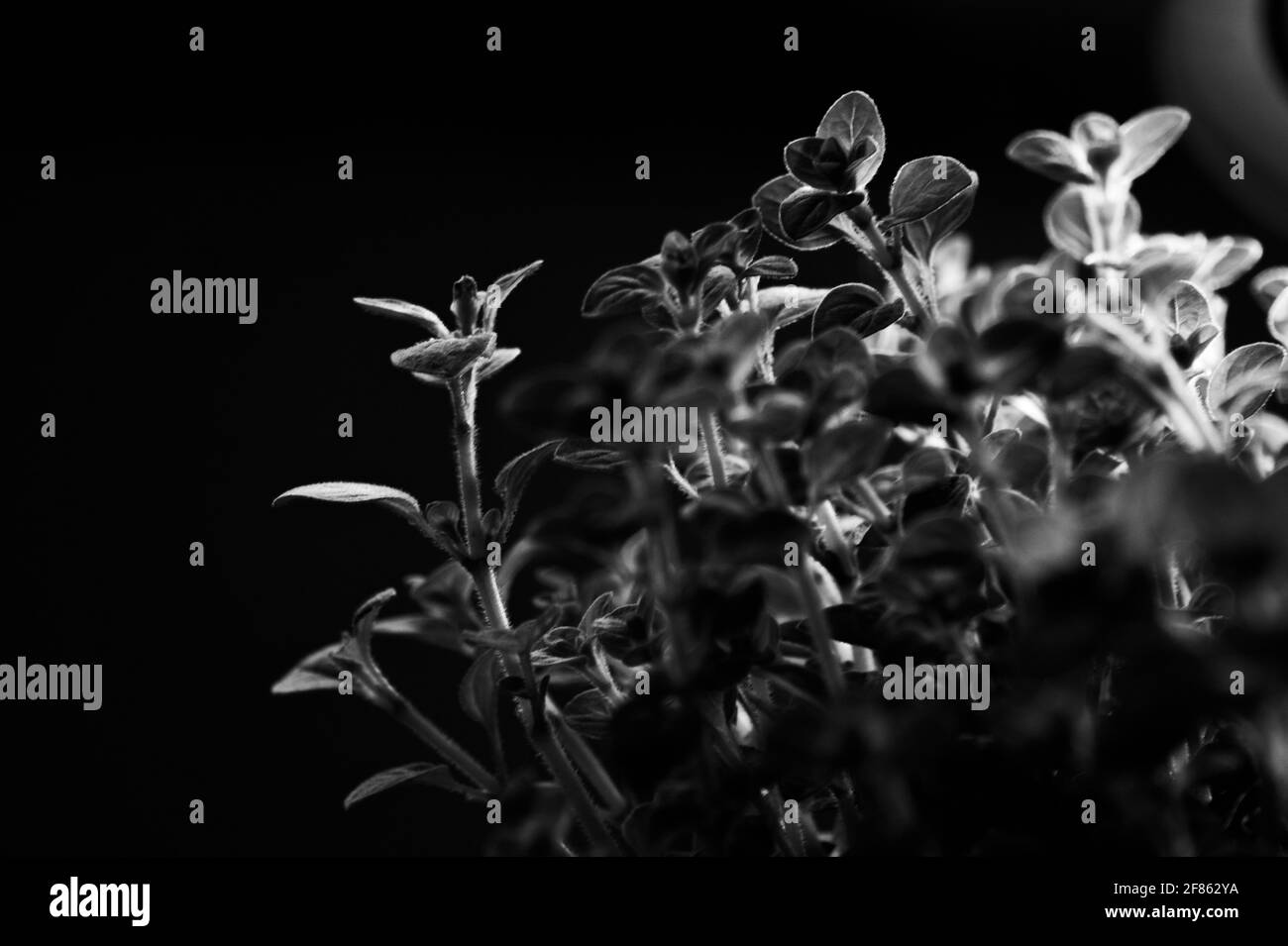 Wild plant plants Black and White Stock Photos & Images - Alamy