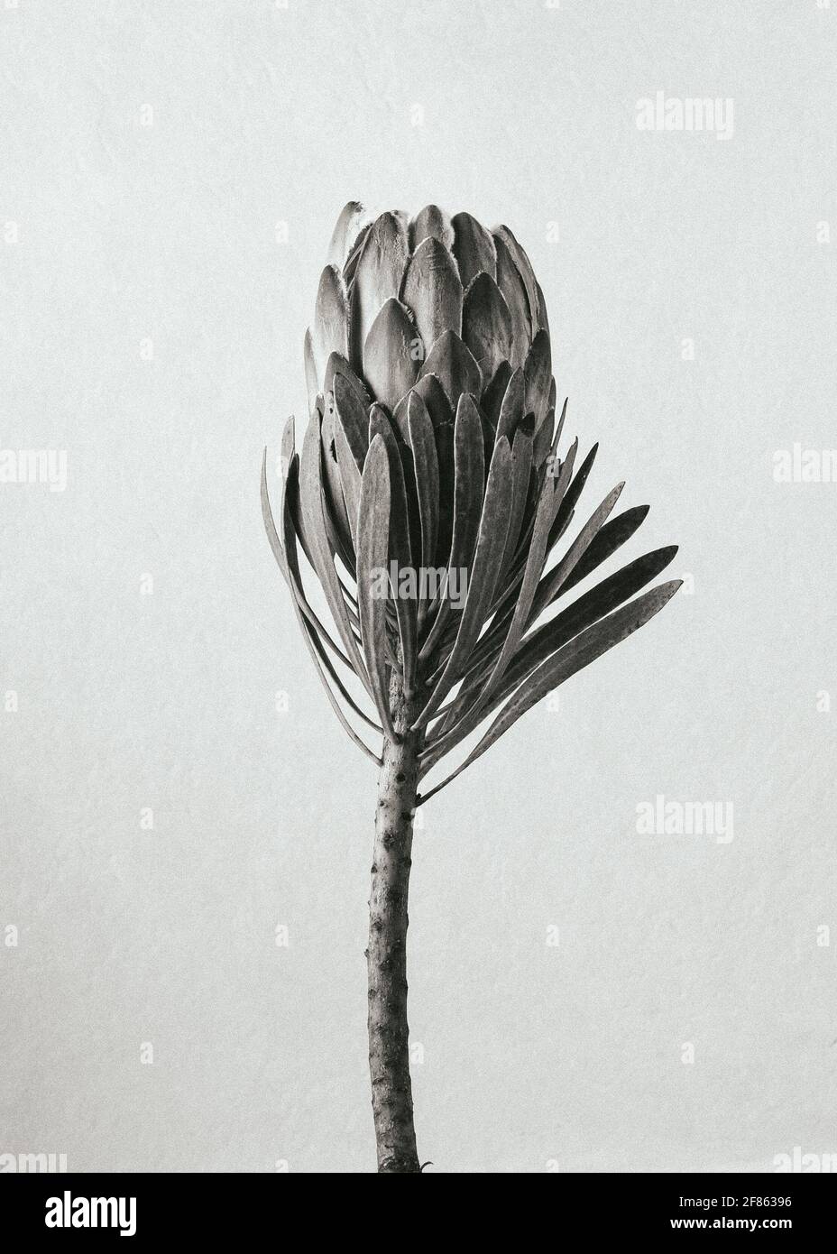 Protea, flower on black and white. Simplicity Stock Photo Alamy