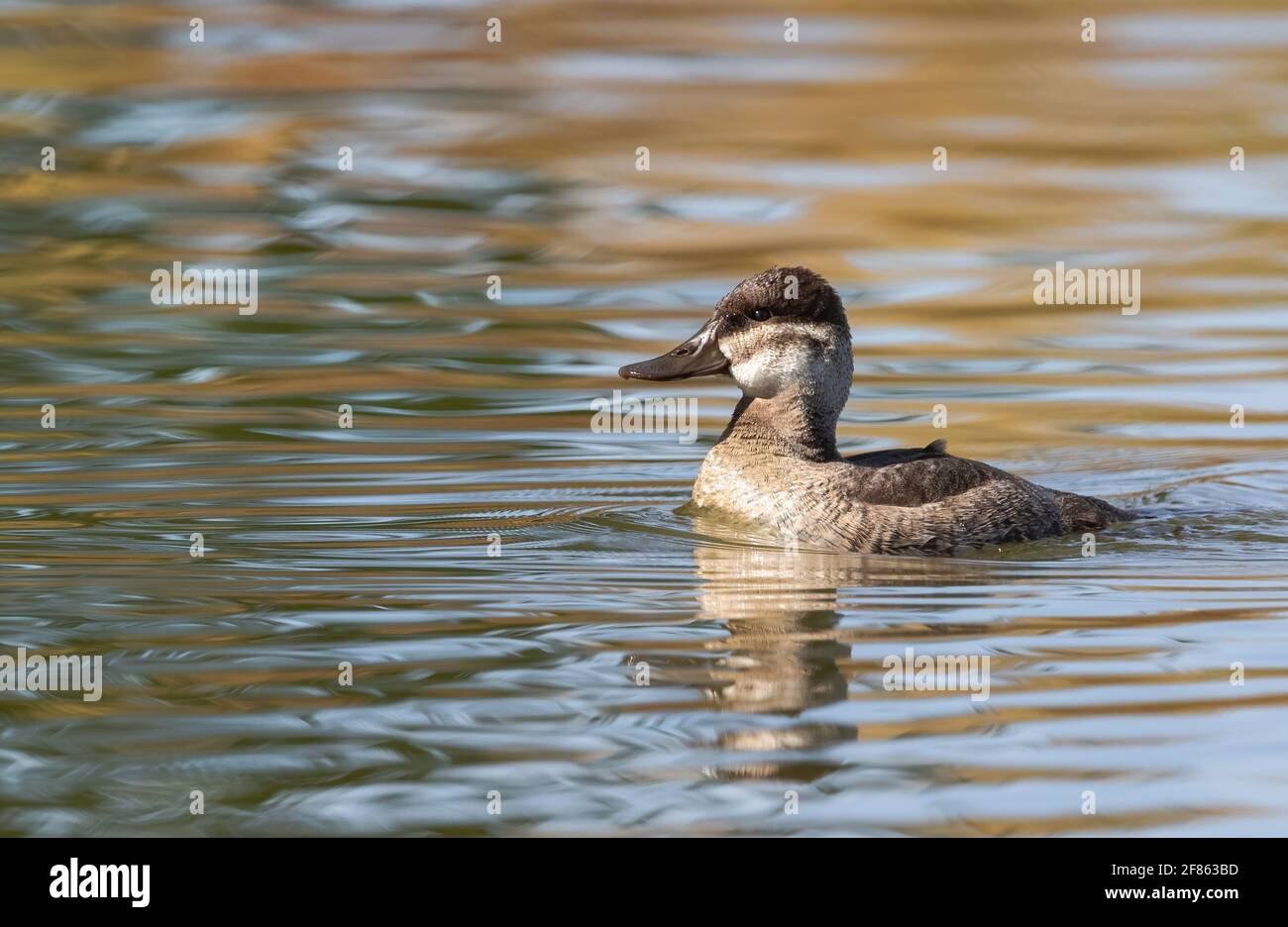 Closeup of a Female Ruddy Duck in the Fall swimming in a lake with earth tone colors. Stock Photo