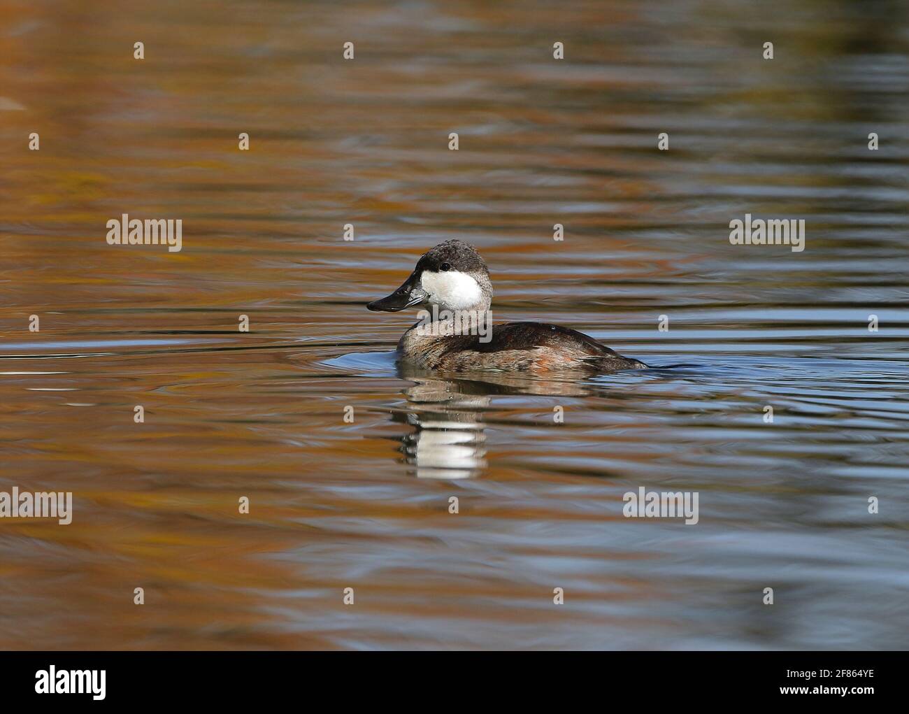 A Ruddy Duck drake in non breeding plumage, swimming in a lake with Fall colors in the month of October. Stock Photo