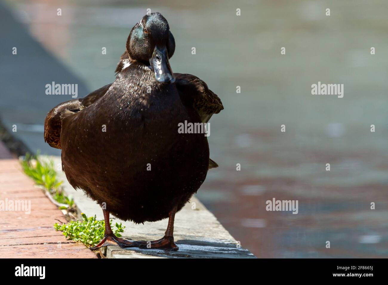 Closeup isolated frontal view of a mallard dabbling duck standing on the edge of sidewalk by a canal in downtown Frederick. Its black plumage is wet a Stock Photo
