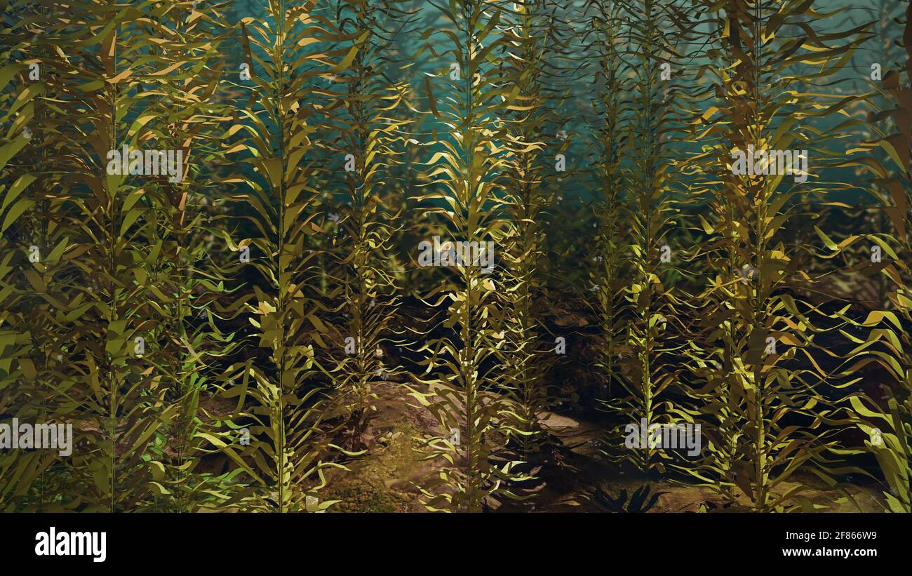 kelp forest, giant brown algae seaweed Stock Photo Alamy
